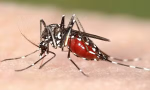 An Giang tăng cường phòng, chống bệnh Chikungunya