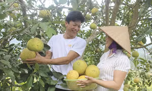 Hướng đi mới cho cây bưởi đặc sản Phú Thọ