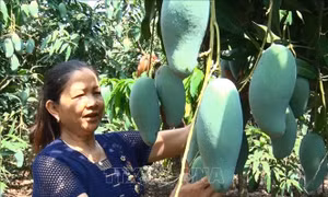 Vườn xoài trồng trên vùng đất sỏi đen xã Sông Ray cho năng suất cao nhờ bàn tay cải tạo của người nông dân. Ảnh: Lê Xuân-TTXVN