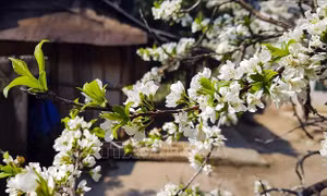 Vẻ đẹp vùng cao Tây Bắc