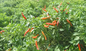 Ớt được thu mua tại ruộng với giá dao động 60.000 – 70.000 đồng/kg, thậm chí có thời điểm giá ớt chạm mức 80.000 đồng/kg. Ảnh: Nguyễn Thành – TTXVN