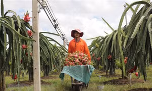 Hướng đến phát triển bền vững cây thanh long ở Hàm Thuận Nam