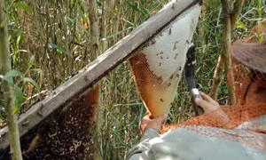 Phát huy và bảo tồn Nghề gác kèo ong - Di sản Văn hóa phi vật thể quốc gia