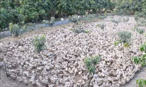 Tiền Giang mở rộng mô hình nuôi vịt biển thích ứng biến đổi khí hậu