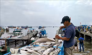 Ngư dân Khánh Hòa thu hoạch và tiêu thụ cá nhanh để tránh bão số 13
