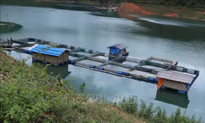 Hướng đi mới từ nuôi cá lồng trên lòng hồ thủy điện ở huyện Tân Uyên