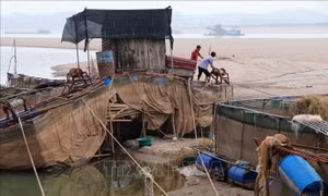 Nước cạn, nghề nuôi cá lồng trên sông Đà gặp khó