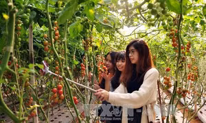 Nô nức khởi nghiệp "xanh" ở Lâm Đồng