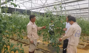 Hiệu quả từ công tác đào tạo nghề cho lao động nông thôn ở Lai Châu
