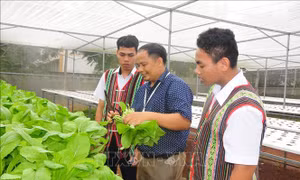 Dạy học sinh biết yêu lao động qua mô hình "Vườn rau trường học" ở Bù Gia Mập