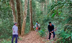 Bảo vệ và phát triển rừng ở Điện Biên (Bài 1)