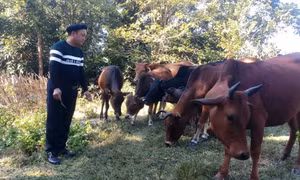 Trưởng bản Thào A Thái vươn lên làm kinh tế giỏi