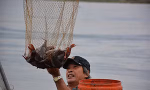 Triển vọng mô hình nuôi cá Lăng Nha lồng bè tại Quảng Ngãi