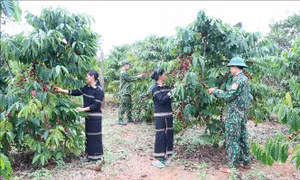 Tô thắm sắc xanh nơi biên giới Gia Lai