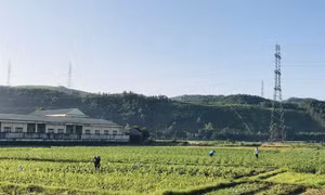 Trồng cây vụ 3 ngắn ngày tăng thu nhập cho nông dân Quảng Ninh
