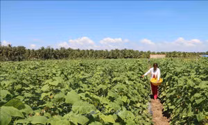 Phát triển mạnh diện tích cây màu trên vùng đất ven biển ở Trà Vinh