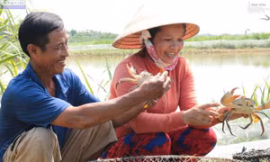 Bến Tre xây dựng các mô hình sinh kế bền vững