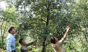 Cây sơn tra giúp người dân có thêm nguồn thu nhập từ rừng. Ảnh: Quý Trung - TTXVN