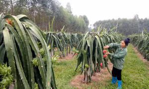 Thanh Long ruột đỏ cây trồng cho giá trị kinh tế cao, giúp nhiều người dân Lập Thạch thoát nghèo và làm giàu chính đáng. Ảnh:baovinhphuc.com.vn