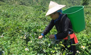 Chè Bản Liền (Lào Cai) là sản phẩm OCOP năm sao đầu tiên của địa phương tìm được chỗ đứng ở Mỹ và châu Âu - thị trường khó tính bậc nhất thế giới về chất lượng. Ảnh: TTXVN