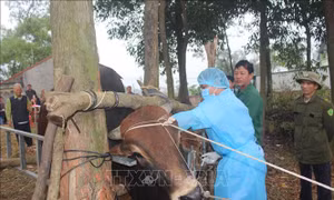 Tiêm thí điểm vaccine viêm da nổi cục trên trâu bò tại xã Tiên Phong. Ảnh: Thu Hằng-TTXVN