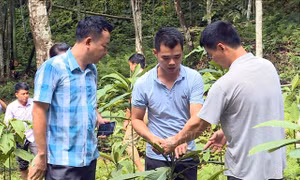 Chủ tịch UBND xã Hùng Mỹ Đỗ Văn Hiếu (bên trái ảnh) kiểm tra mô hình trồng dược liệu trên địa bàn xã. Ảnh: Vũ Quang – TTXVN