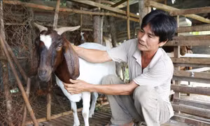 Giá dê, cừu tại Ninh Thuận liên tục tăng cao