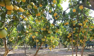 Tại xã Yên Bài, huyện Ba Vì (Hà Nội) hiện có hàng trăm ha bưởi trồng xen canh cây chè, năng suất đạt khoảng 100 quả/cây, số ít hộ cho năng suất cao lên tới 200 - 250 quả/cây.