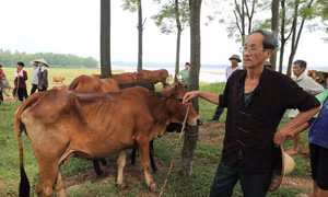 Để phát triển chăn nuôi bò thịt, Hà Nội sẽ xây dựng các chuỗi liên kết, trong đó phát triển mô hình liên kết sản xuất giữa hộ chăn nuôi, gia trại, trang trại, hợp tác xã với các doanh nghiệp trong chế biến và tiêu thụ thịt bò.