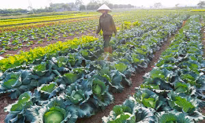Những năm qua, Hợp tác xã rau quả sạch Chúc Sơn đã xây dựng được vùng sản xuất rau chứng nhận VietGAP 17,8 ha, chứng nhận GlobalGAP 5 ha.