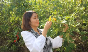 Các trang trại đồng quê ở huyện Ba Vì (Hà Nội) mang lại cho du khách nhiều trải nghiệm thú vị như: Trang trại Đồng Quê (Bavi Homestead), Trung tâm nghiên cứu bò và đồng cỏ Ba Vì, Gia Trịnh Ecofarm hay Nông trang Vui Vẻ...