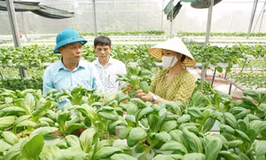Những năm vừa qua, ngành Nông nghiệp Hà Nội luôn hướng tới một nền nông nghiệp xanh, an toàn và thân thiện với môi trường.