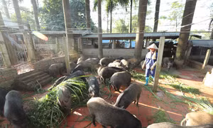 Trang trại Hoa Viên ở xã Yên Bình, huyện Thạch Thất (Hà Nội) là điểm sáng về mô hình nông nghiệp hữu cơ khép kín, mỗi năm cung cấp cho thị trường gần 1 vạn con lợn giống và hàng nghìn tấn lợn thương phẩm chất lượng cao.