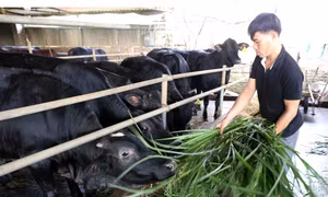 Thời tiết trong giai đoạn chuyển mùa, người chăn nuôi cần chủ động dự trữ nguồn thức ăn cho gia súc, gia cầm đủ về số lượng và đảm bảo về chất.