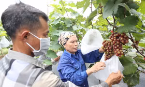 Nông dân Thủ đô tích cực tham gia sản xuất nông nghiệp và Chương trình “Mỗi xã một sản phẩm”.