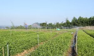 Áp dụng công nghệ tưới tiết kiệm nước ở Trang trại Hoa Viên tại xã Yên Bình, huyện Thạch Thất (Hà Nội).
