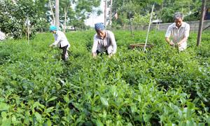 Chuỗi liên kết từ sản xuất chè đến phát triển du lịch sinh thái đã giúp bà con nông dân xã Ba Trại, huyện Ba Vì (Hà Nội) vươn lên làm giàu, ý thức hơn trong việc giữ gìn cảnh quan tự nhiên và văn hóa truyền thống.