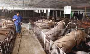 Theo định hướng phát triển từ này đến năm 2025, ngành Nông nghiệp Hà Nội sẽ đẩy mạnh triển khai các giải pháp hỗ trợ phát triển 3 vùng chăn nuôi hữu cơ gia cầm và hai nhóm gia súc là bò và lợn.