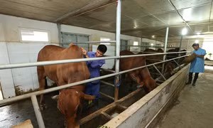 Đàn bò 6 con giống Brahman thuần, nhập từ Úc về được công nhân Trung tâm giống và sữa bò Phù Đổng, huyện Gia Lâm (Hà Nội) tắm rửa và hàng ngày phục vụ những bữa ăn tươi ngon, giàu chất dinh dưỡng.