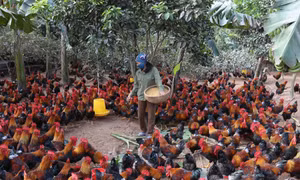 Để thúc đẩy phát triển chăn nuôi gà “sạch”, mở rộng thị trường tiêu thụ, Hội Liên hiệp phụ nữ xã Tiến Xuân (huyện Thạch Thất) đã thành lập Tổ hợp tác gà đồi.