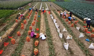 Những năm vừa qua, huyện Mê Linh (Hà Nội) đã chú trọng chuyển đổi cơ cấu cây trồng, vật nuôi theo hướng sản xuất hàng hóa, ứng dụng công nghệ cao, bước đầu xây dựng được một số thương hiệu nông sản có sức cạnh tranh trên thị trường.