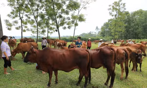 Chăn nuôi bò ở xã Tòng Bạt, huyện Ba Vì (Hà Nội).