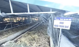 Khu nuôi trùn quế tại Trang trại Hoa Viên.