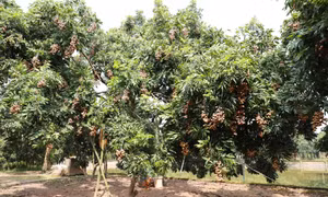 Nhãn chín muộn là một trong những nông sản xuất khẩu được thị trường quốc tế đón nhận, đánh giá cao của Hà Nội.