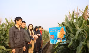 Giống ngô CP 512 tham gia trình diễn sinh trưởng, phát triển mạnh, thân cây to khỏe, khả năng chống chịu với các điều kiện ngoại cảnh tốt, cho năng suất cao.