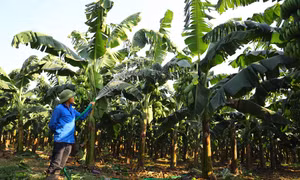 Trồng chuối theo tiêu chuẩn VietGAP tại trang trại trồng rau quả của hộ nông dân Trần Văn Giàu, một trong những gương nông dân tiêu biểu trong nỗ lực vượt qua khó khăn, vươn lên làm giàu ở xã Cổ Bi, huyện Gia Lâm (Hà Nội).