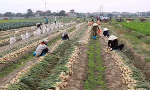 Nông dân xã Tiền Phong, huyện Mê Linh (Hà Nội) thu hoạch hành tây.