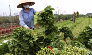 Hợp tác xã sản xuất kinh doanh dịch vụ nông nghiệp xã Văn Đức, huyện Gia Lâm (Hà Nội) có hơn 1.000 hộ nông dân tham gia, chuyên sản xuất các loại rau, củ, quả theo tiêu chuẩn VietGAP, mỗi ngày cung cấp cho hệ thống siêu thị, cửa hàng thực phẩm sạch, chợ đ