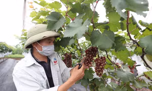 Không chỉ mang lại hiệu quả kinh tế cao, vườn nho hạ đen của ông Nguyễn Hữu Hợi ở xã Đan Phượng, huyện Đan Phượng (Hà Nội) còn là điểm tham quan, trải nghiệm được nhiều du khách trong và ngoài tỉnh lựa chọn.