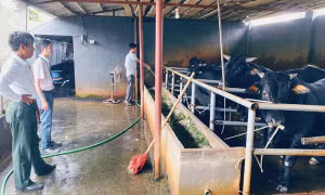 Nhờ nguồn vay vốn tín dụng, bà con nông dân đã có điều kiện hơn để vượt qua khó khăn, phát triển kinh tế.